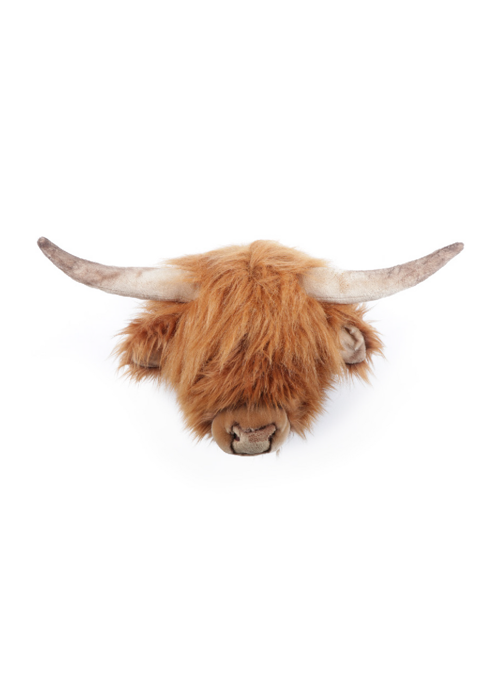 Nicolas the Highland cow